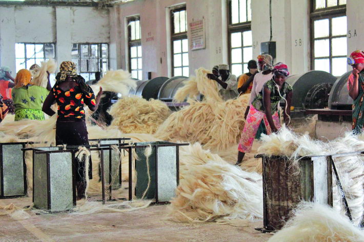 Workers at a sisal hemp processing factory in Tanzania.  courtesy of Tang Xiaoyang