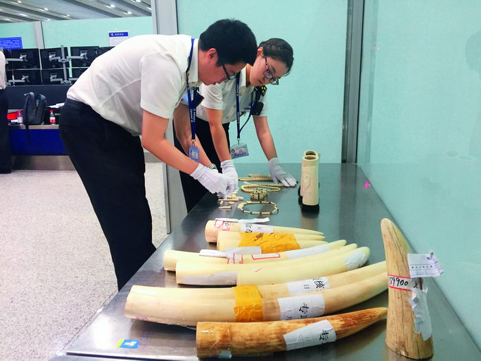 May 24, 2017: Officials from Beijing Customs check smuggled ivory.  VCG