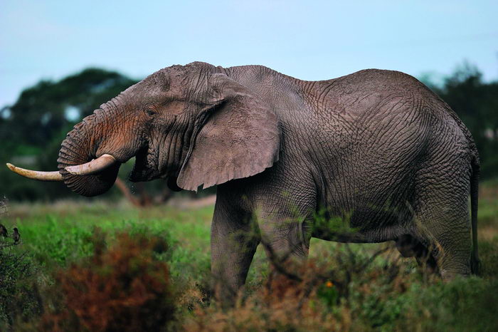 June 21, 2018: An elephant drinks at a watering hole in the Amboseli National Park. In the past five years, about 150,000 elephants were killed by poaching, one every 15 minutes. At this rate, the largest mammal on the planet will be extinct in 15 years. VCG