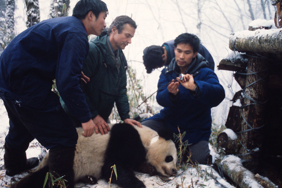1984唐家河从左到右giant panda xue   xue  george b. schaller   wwf
